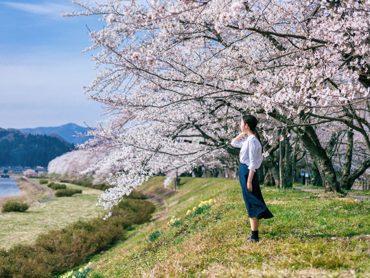 ซากุระริมฝั่งแม่น้ำฮิโนคิไน