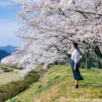 ซากุระริมฝั่งแม่น้ำฮิโนคิไน