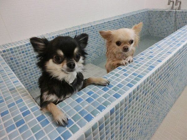 Pet-Friendly Accommodation CARO FORESTA Motohakone LUCIA