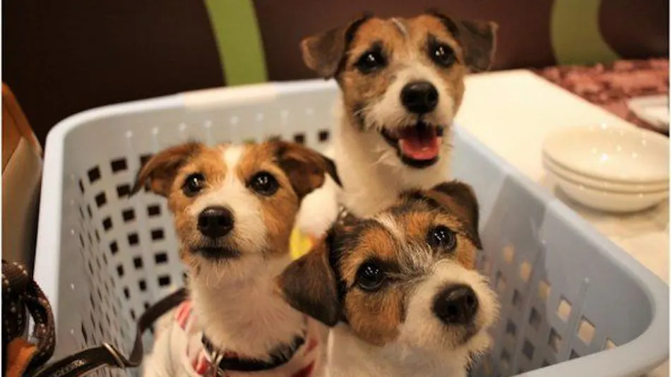 Pet-Friendly Accommodation CARO FORESTA Motohakone LUCIA