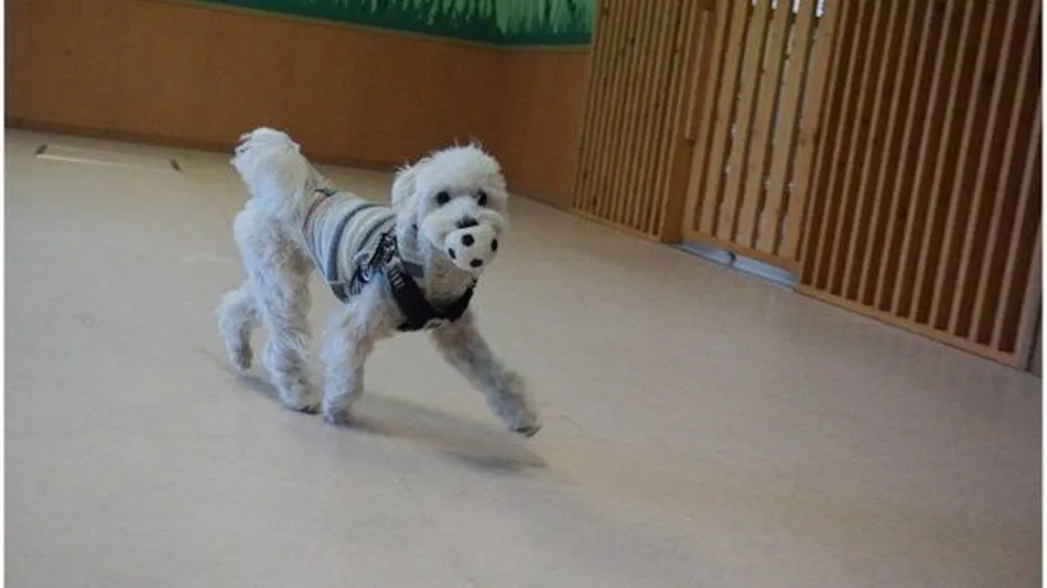 Pet-Friendly Accommodation CARO FORESTA Motohakone LUCIA