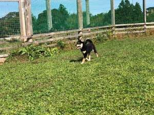 Terdapat kawasan larian anjing di dalam kawasan premis.