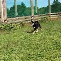 Terdapat kawasan larian anjing di dalam kawasan premis.