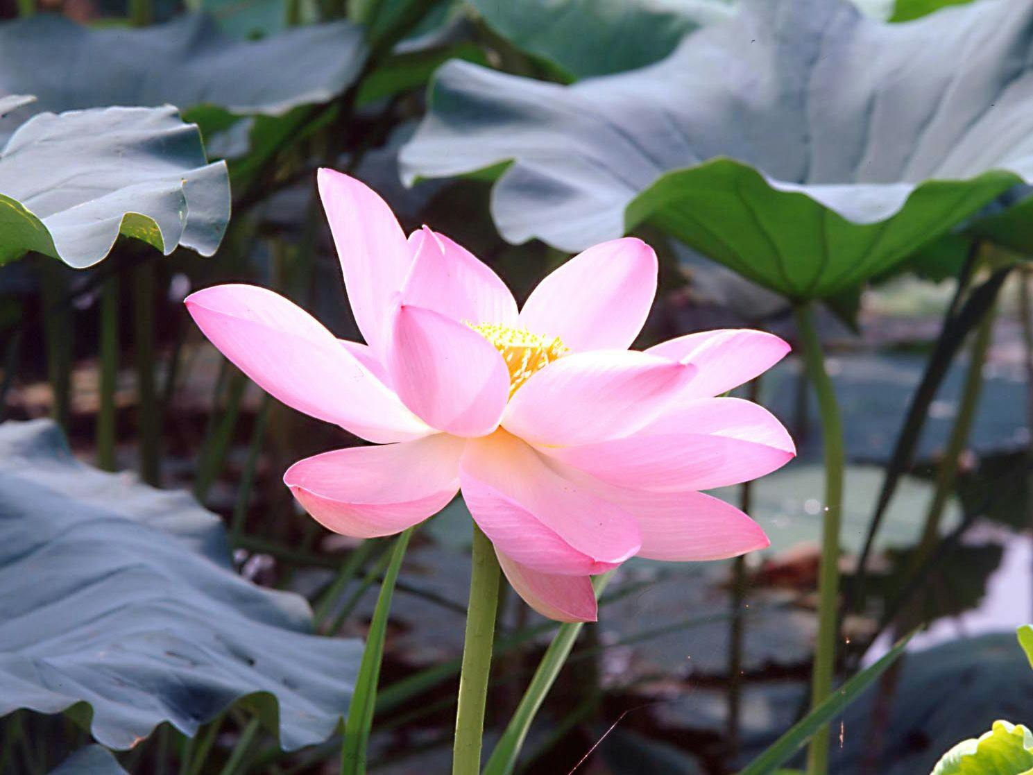 Perahu Wisata Bunga Teratai