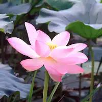 Perahu Wisata Bunga Teratai
