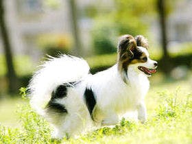 妖精の森コテージラウル