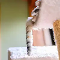 ●고양이 카페