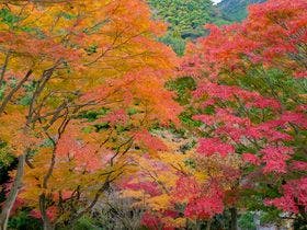 大江戸温泉物語　伊東温泉　伊東ホテルニュー岡部