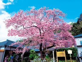 大江戸温泉物語　伊東温泉　伊東ホテルニュー岡部