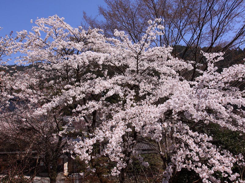 Minshuku in Ohara, Kyoto - Rare Miso with a 100-Year Tradition - Ohara Onsen Ohara no Sato