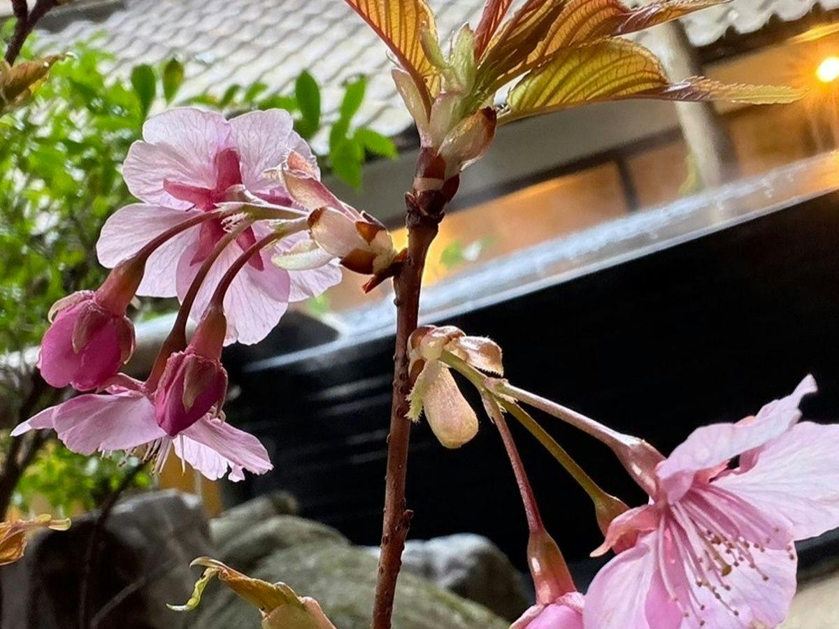 Minshuku in Ohara, Kyoto - Rare Miso with a 100-Year Tradition - Ohara Onsen Ohara no Sato