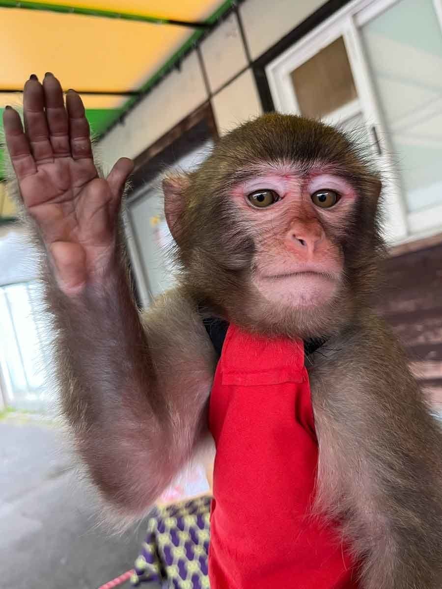 Seni Tradisional Jepang: "Sarumawashi"