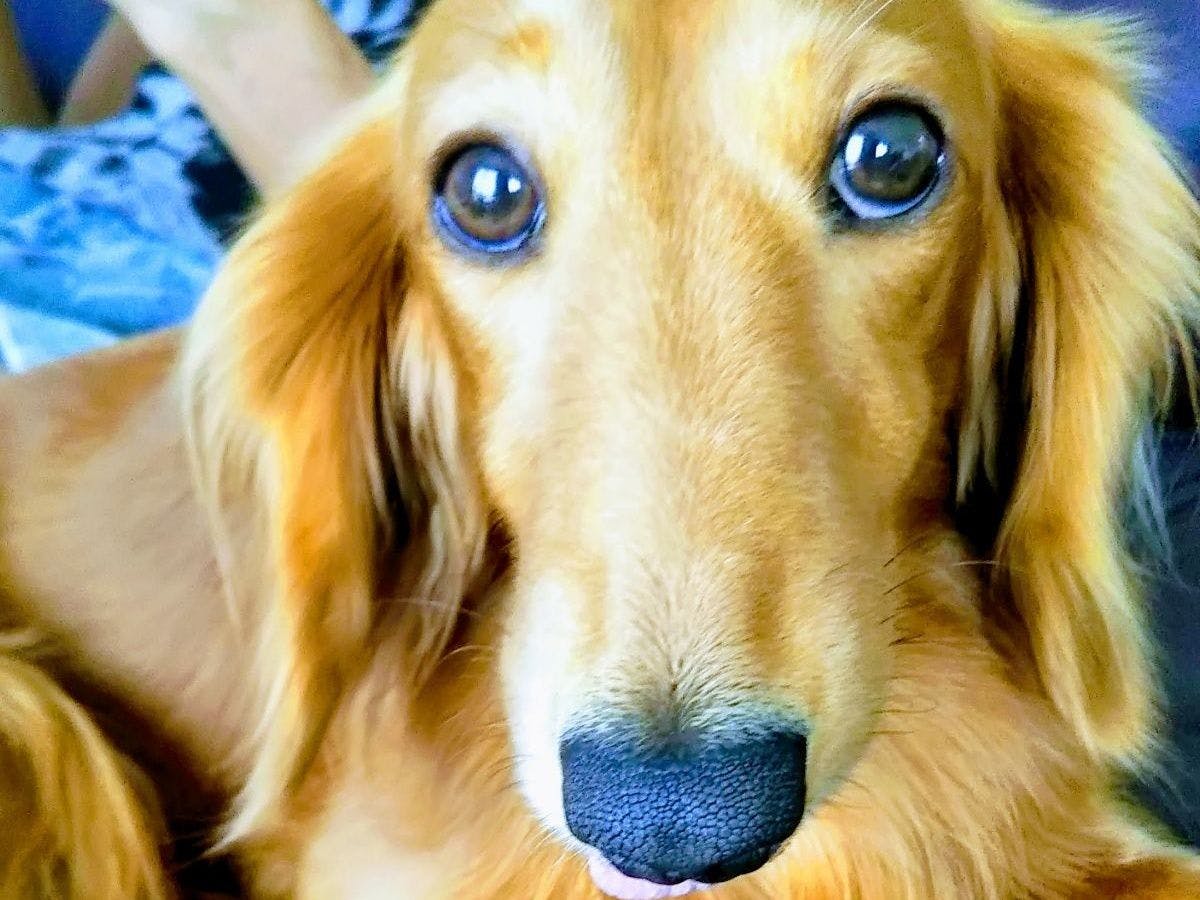 สุนัขมาสคอตโรบินที่น่ารัก