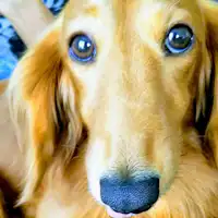 สุนัขมาสคอตโรบินที่น่ารัก