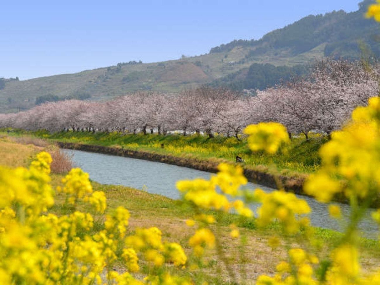 Deretan Pohon Sakura di Kawasan Ryugawa