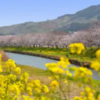 Deretan Pohon Sakura di Kawasan Ryugawa