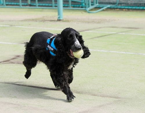 【ドッグラン】