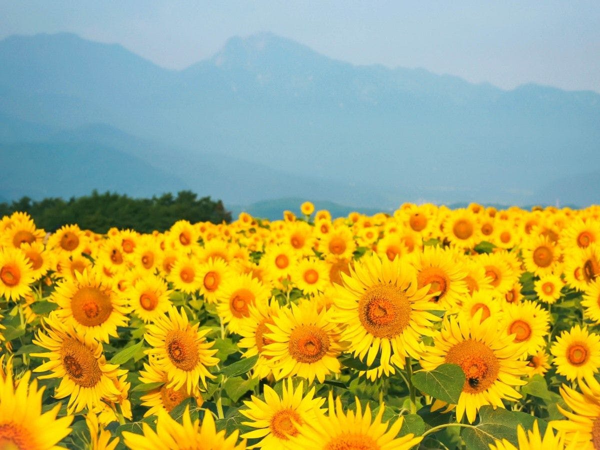 여름에 인기 있는 사진 명소.