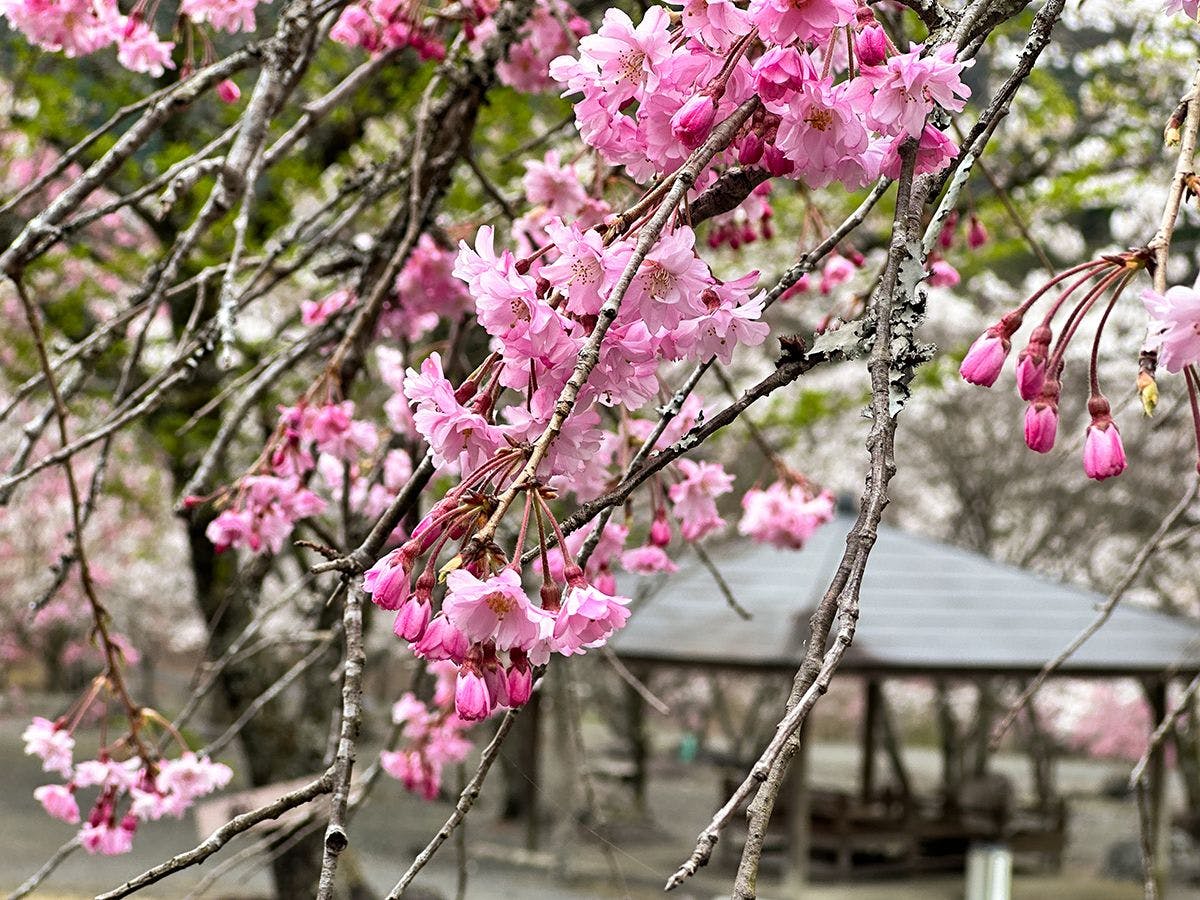 Umegashima Konya Onsen Ohnogi Inn