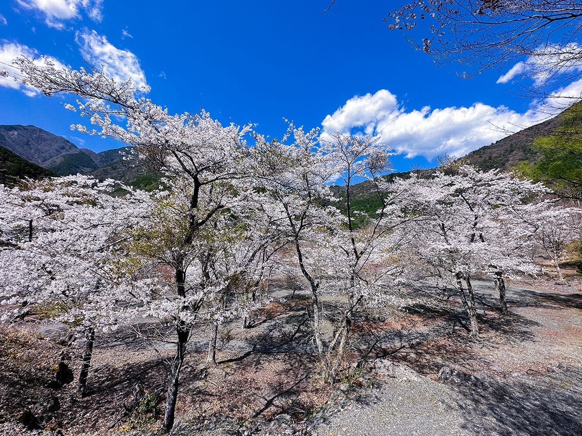 【Kampung Konya・Taman Sakura】Kira-kira 10 minit berjalan kaki dari penginapan kami