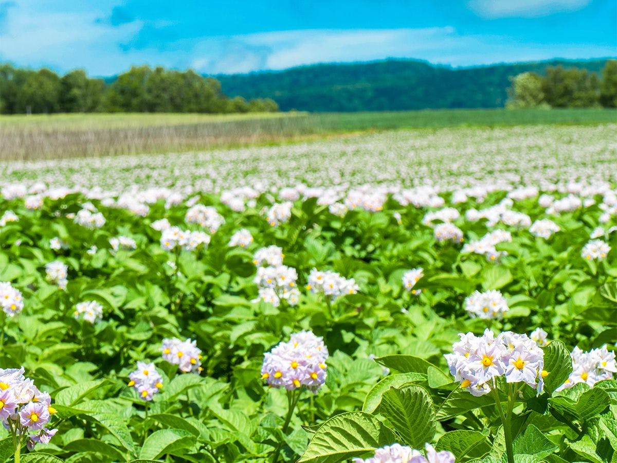 ทุ่งโซบะที่คิตามิ - มีโซบะสำหรับมื้อกลางวันด้วย