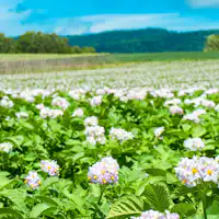 ทุ่งโซบะที่คิตามิ - มีโซบะสำหรับมื้อกลางวันด้วย