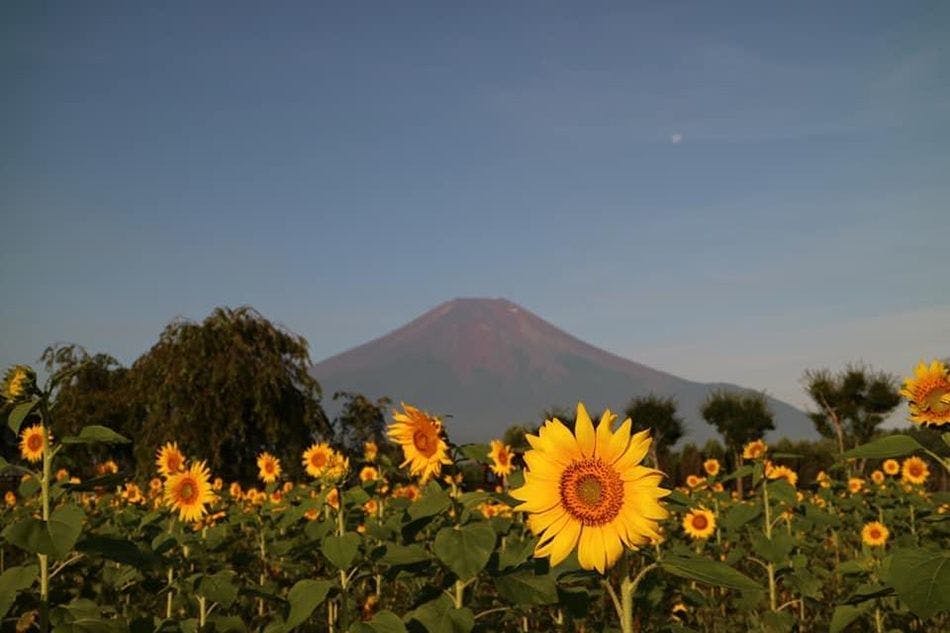 Gunung Fuji bunga matahari