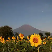 Gunung Fuji bunga matahari