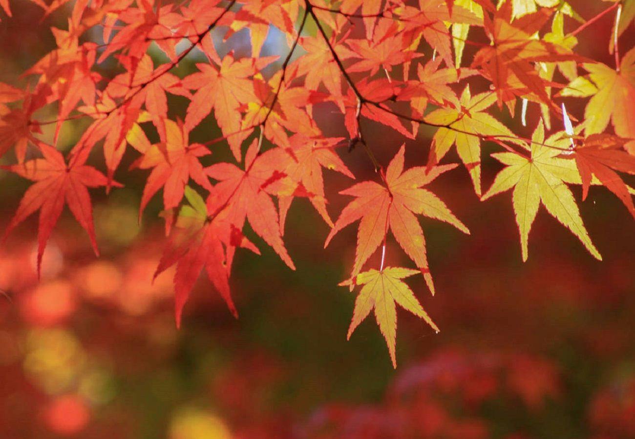 Arima Onsen Maple Arima