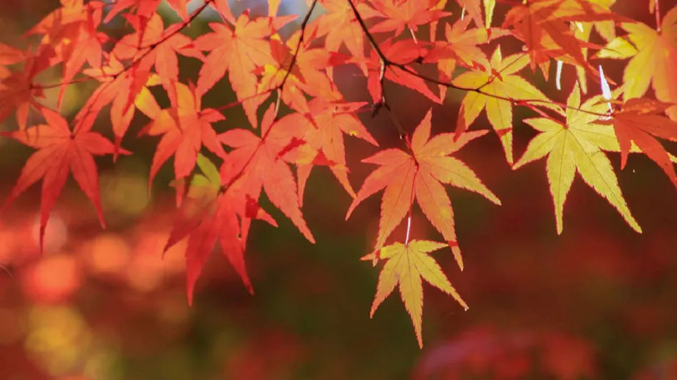 Arima Onsen Maple Arima