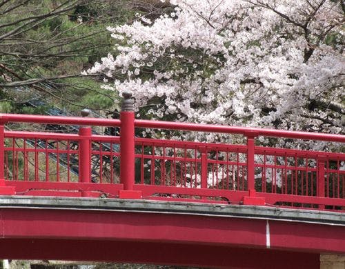 有馬橋と桜