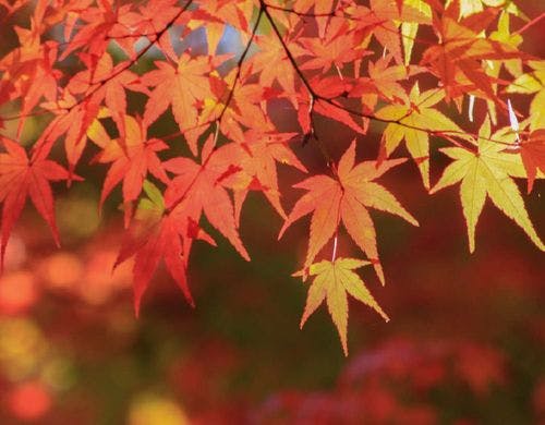 瑞宝寺公園と紅葉