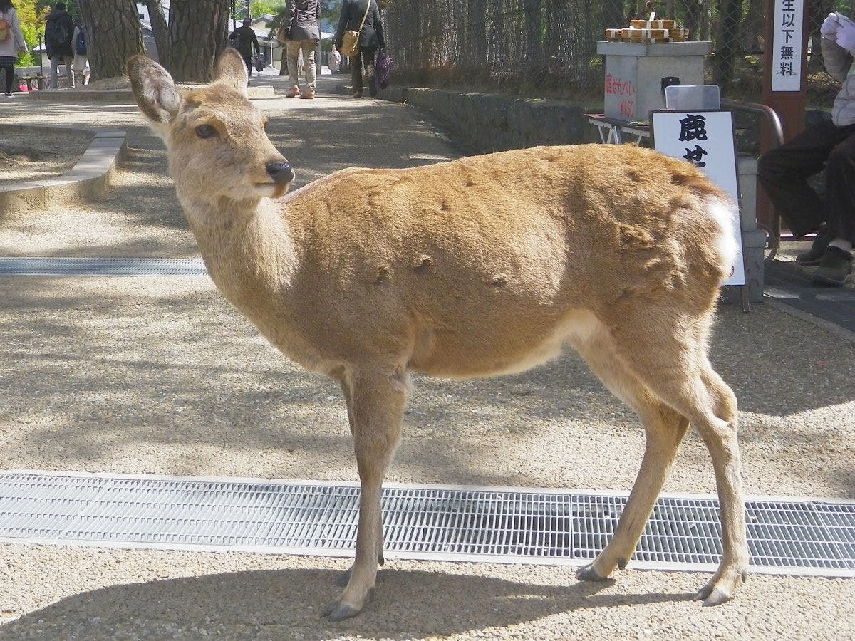 กวางในนารา