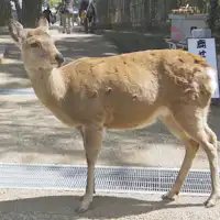 กวางในนารา