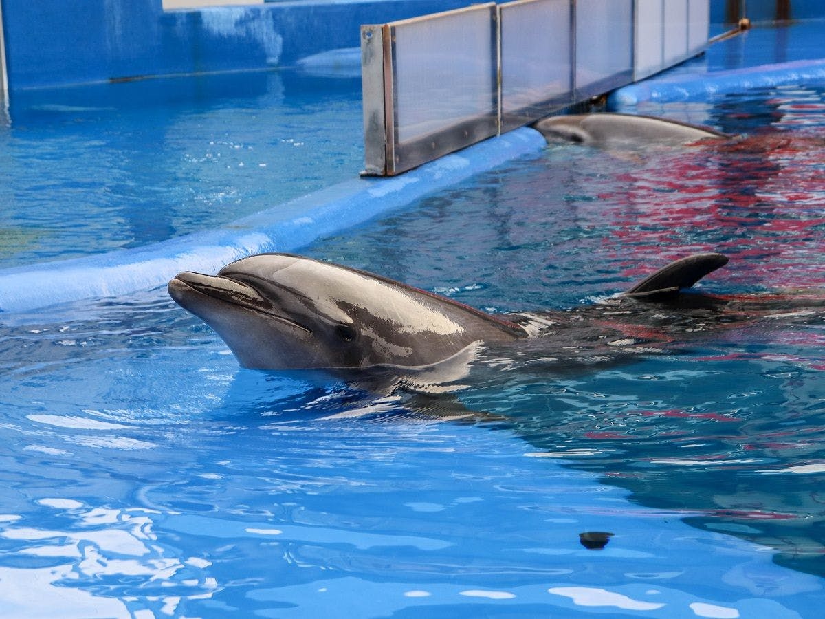 【พิพิธภัณฑ์สัตว์น้ำอุมิทะมาโกะ】