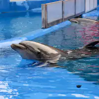 【พิพิธภัณฑ์สัตว์น้ำอุมิทะมาโกะ】