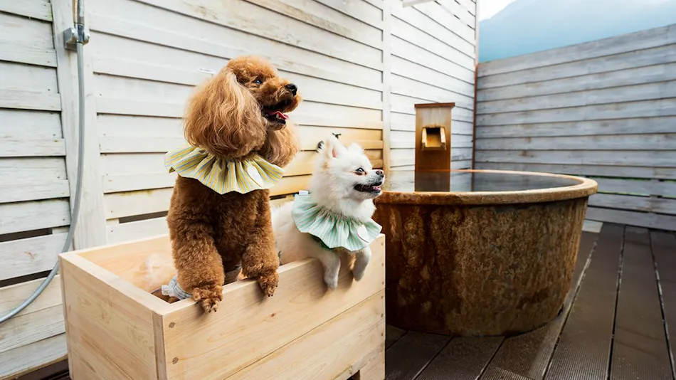 BEPPU DOG RESORT HILLS & BAY