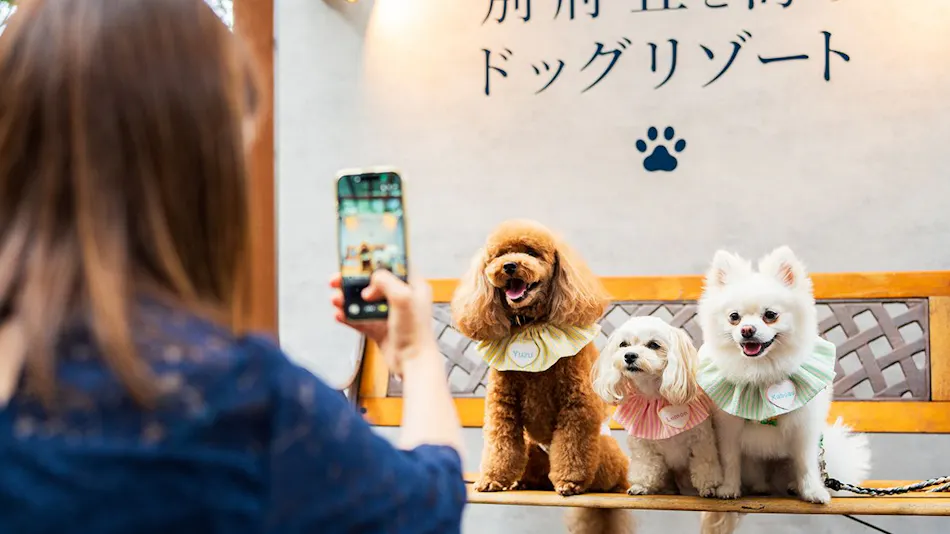 BEPPU DOG RESORT HILLS & BAY