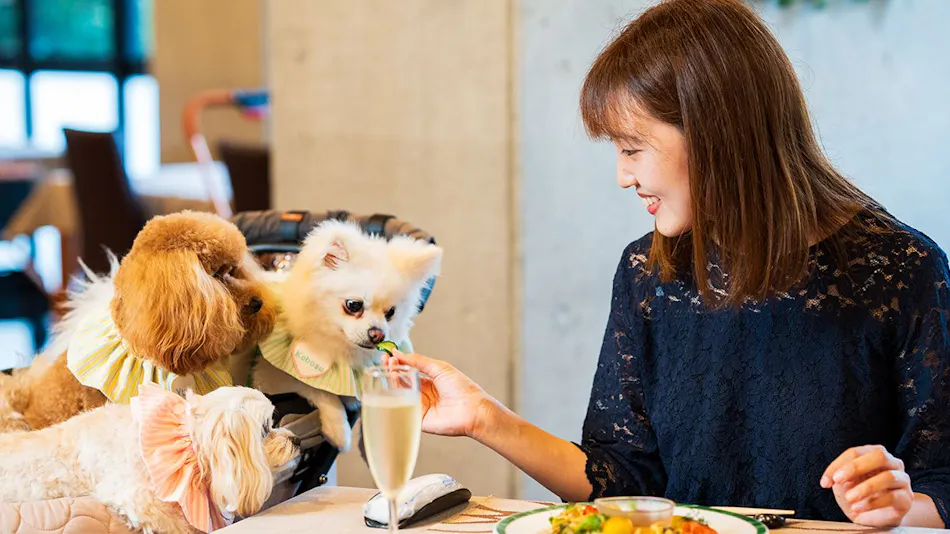 BEPPU DOG RESORT HILLS & BAY