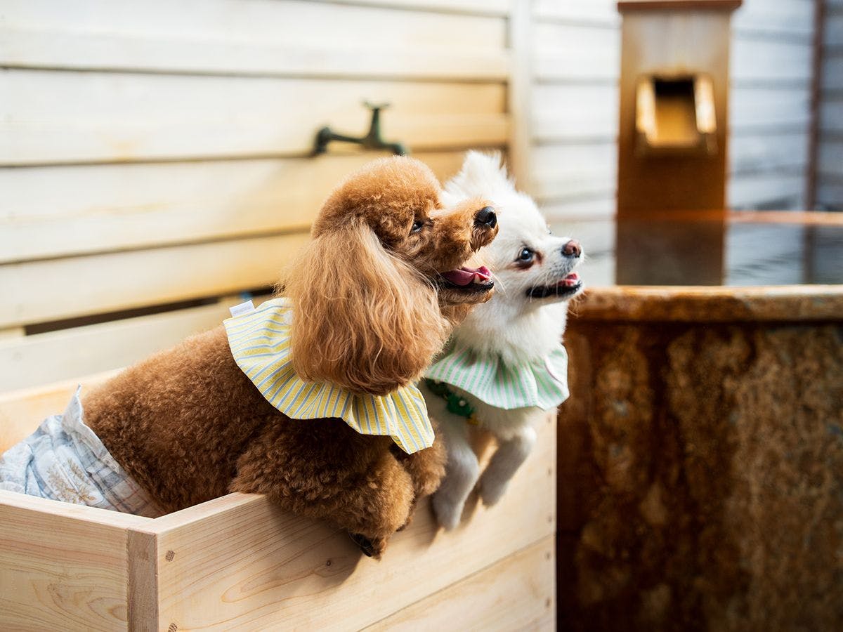 BEPPU DOG RESORT HILLS & BAY