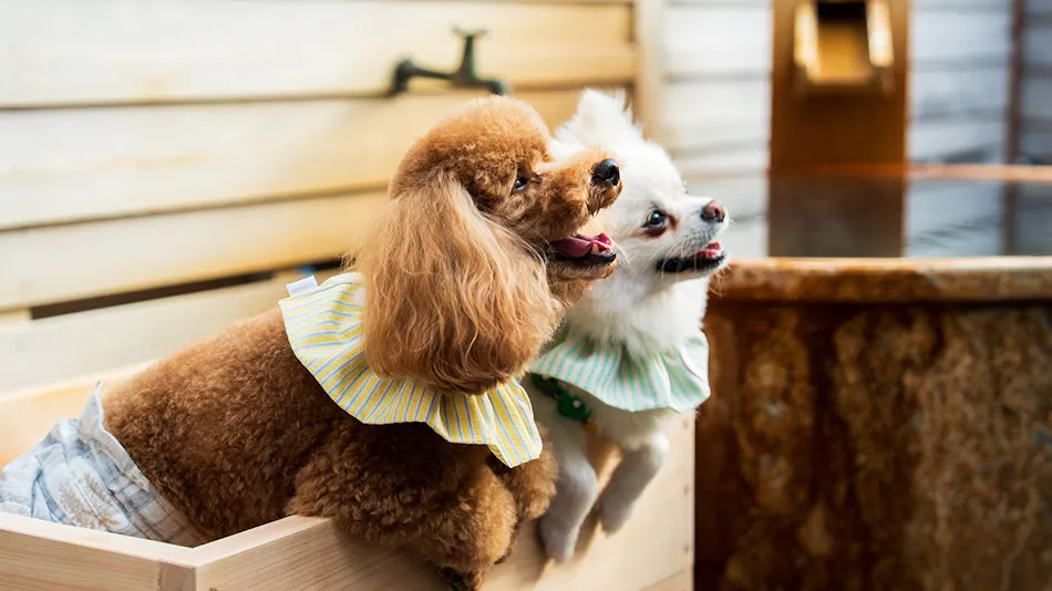 BEPPU DOG RESORT HILLS & BAY