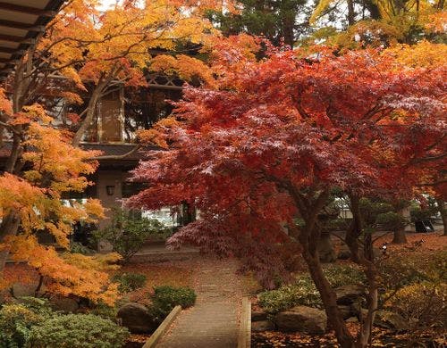松岡庭園-紅葉