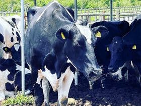 癒楽　伊豆大島