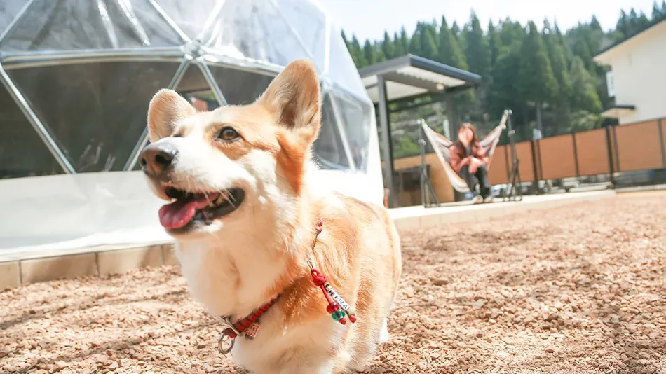 Lupo no Mori