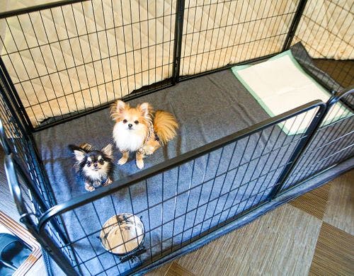 ・【エイシア1・凛2】ペットと一緒に宿泊