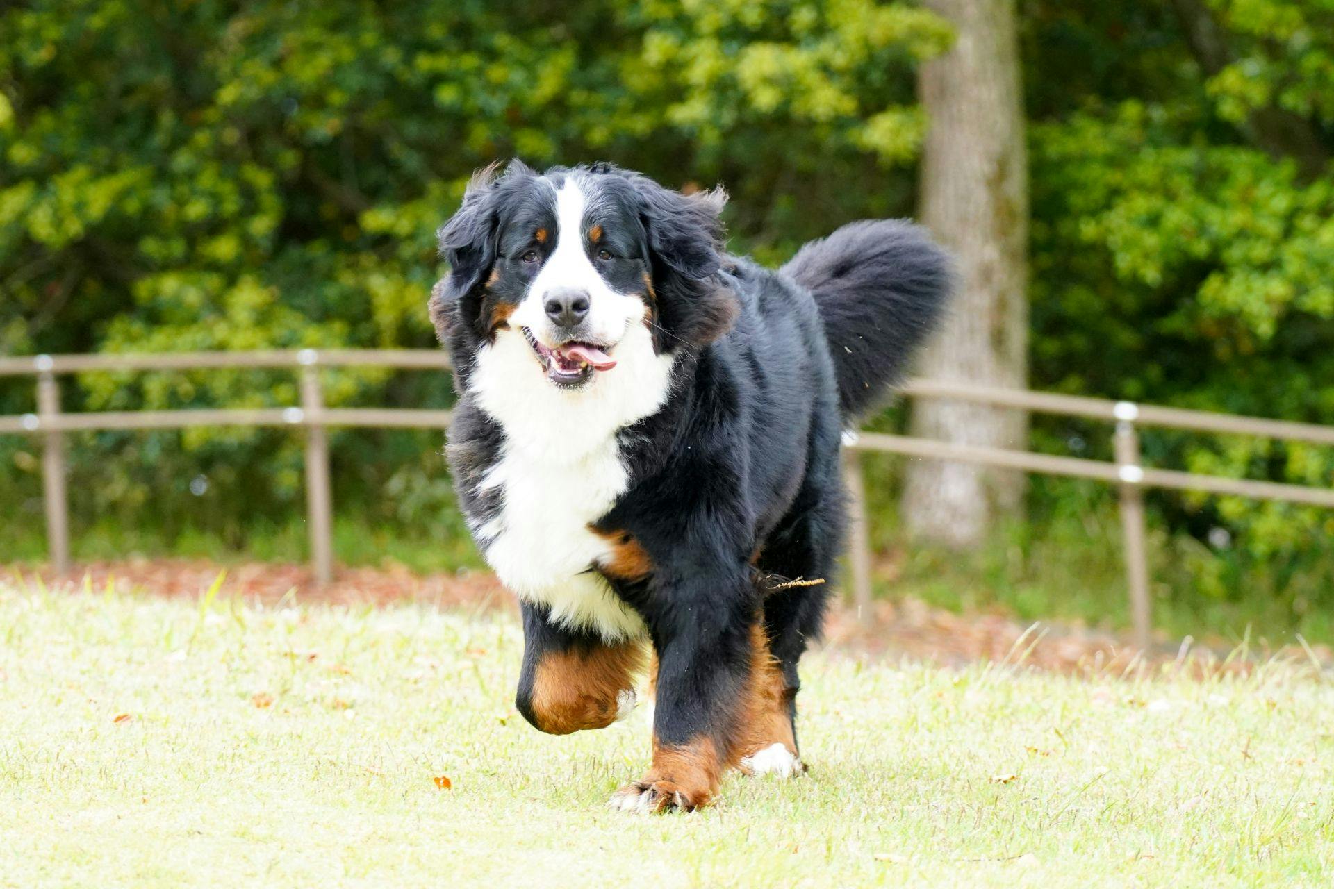 可携带宠物入住（小型至大型犬）