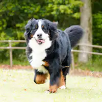 可携带宠物入住(小型至大型犬)