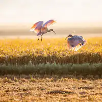 ยินดีต้อนรับสู่เกาะที่นกกระเรียนเต้นรำ.