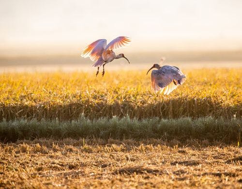 トキが舞う島へようこそ。