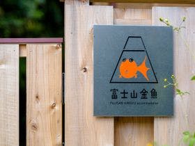 富士山金魚
